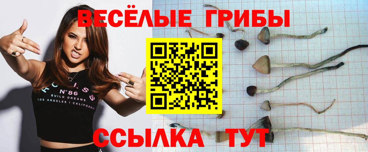 Псилоцибиновые грибы Psilocybine cubensis Богородск